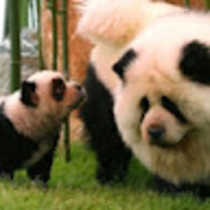 Meet your Posher, Ted